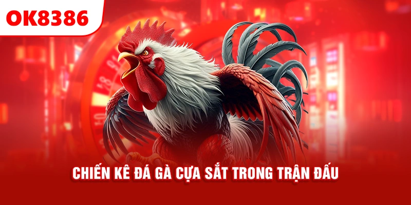 chiến kê đá gà cựa sắt trong trận đấu