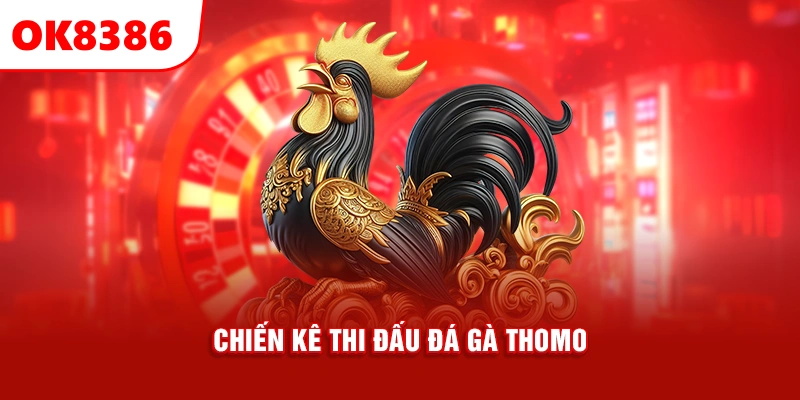 chiến kê thi đấu đá gà Thomo