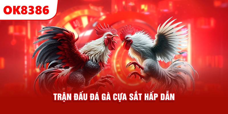 trận đấu đá gà cựa sắt hấp dẫn